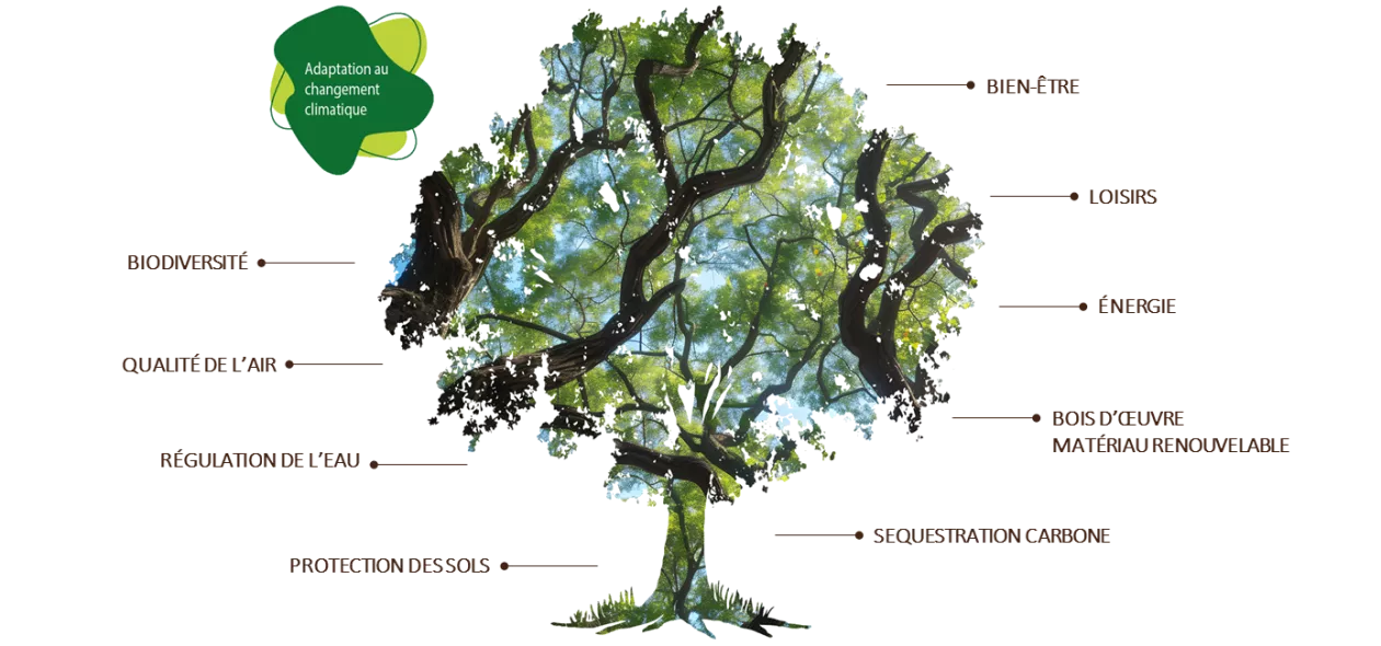 Services de l'arbre pour l'adaptation au changement climatique