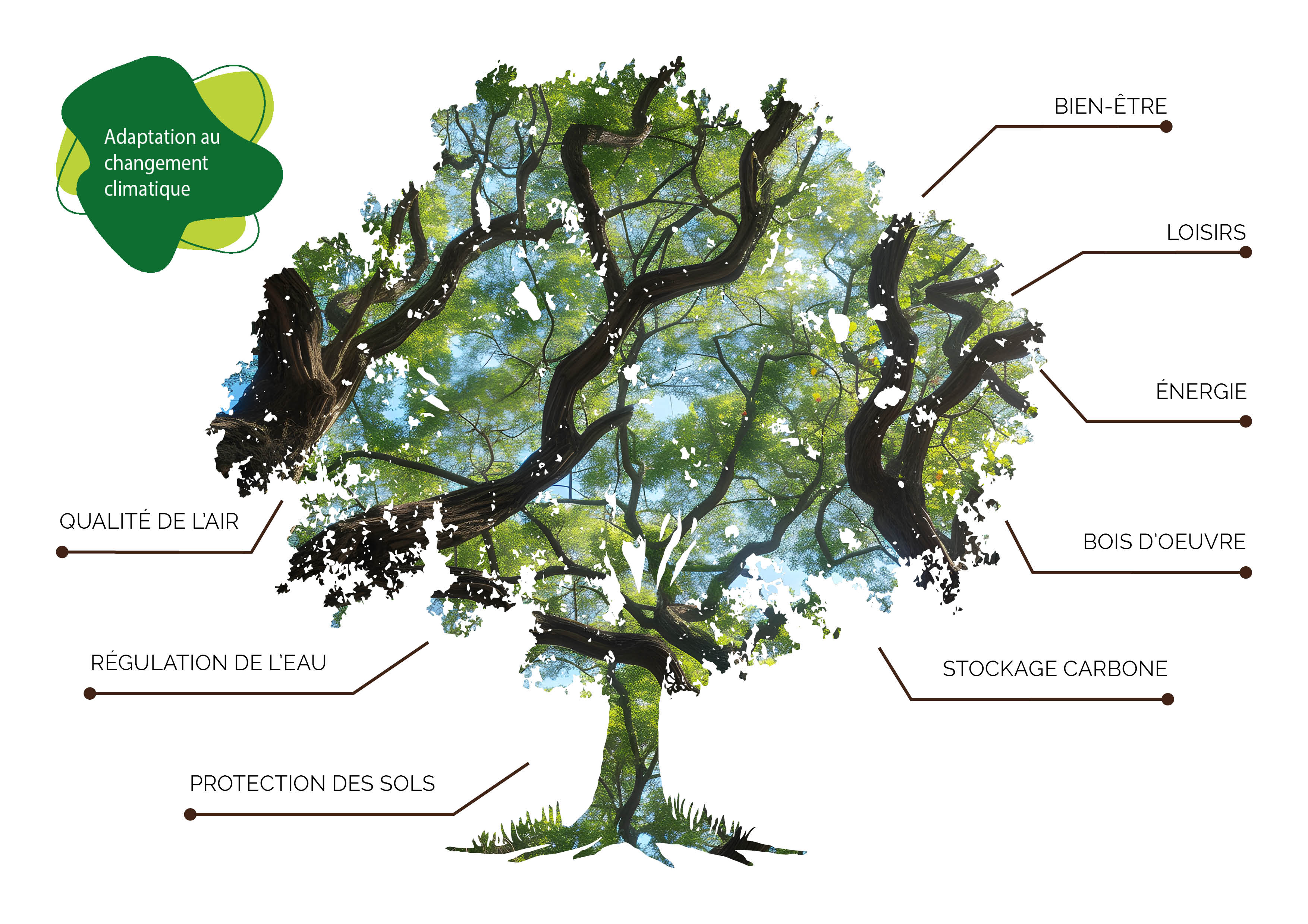 Les services de l'arbre (Pays de Brest)
