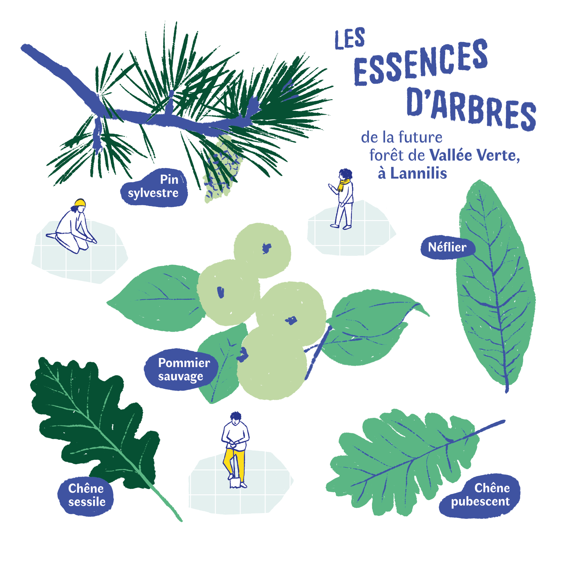 Mélange d'essences choisi pour la plantation à Lannilis