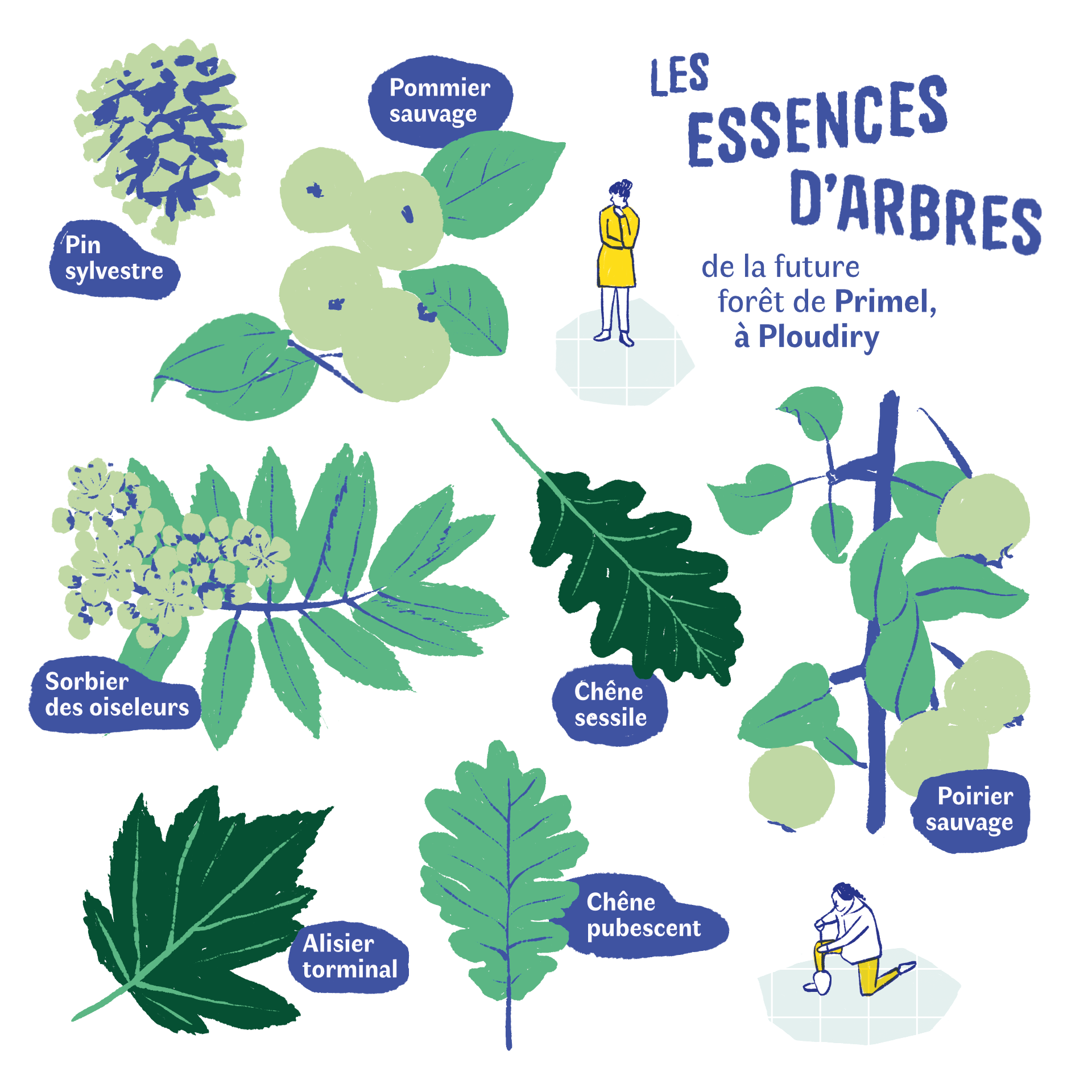 Mélange d'essences pour la plantation à Ploudiry
