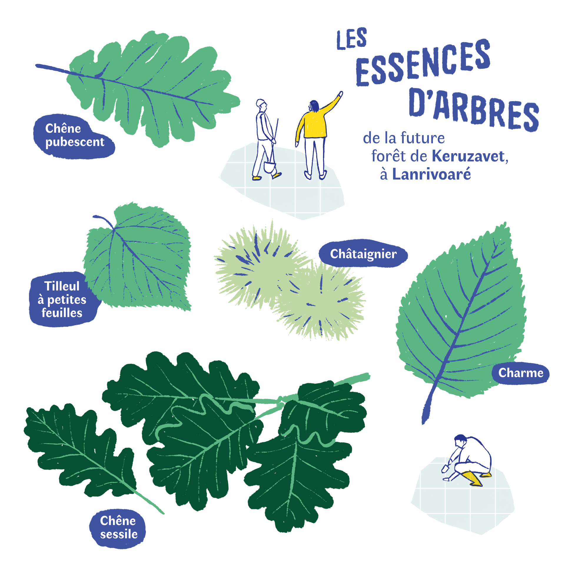 Mélange d'essences choisi pour la plantation à Lanrivoaré