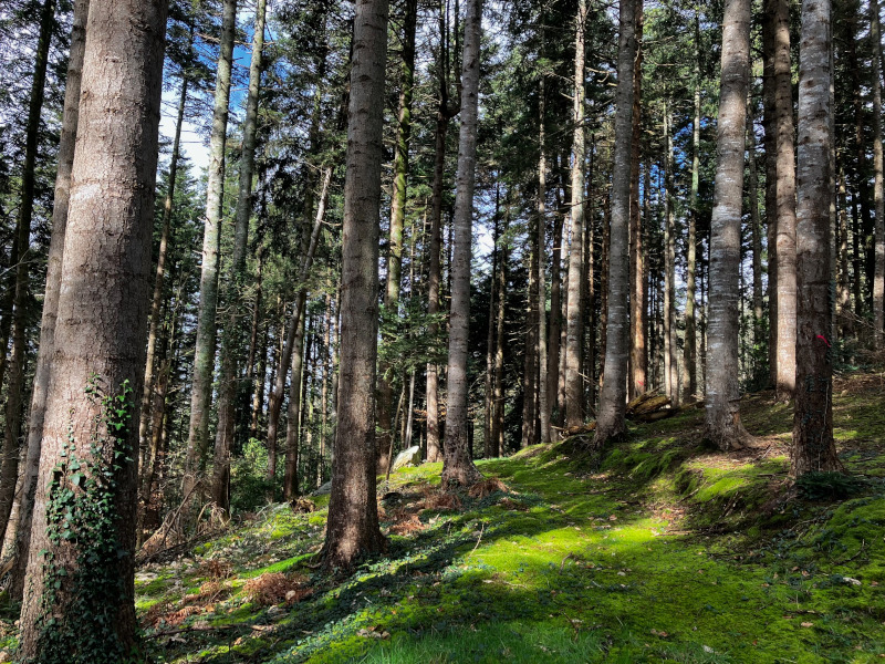 Forêt de Kerlaran à Landerneau