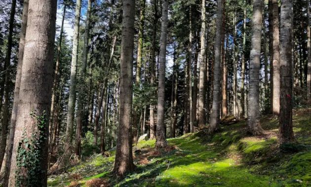 Forêt de Kerlaran à Landerneau