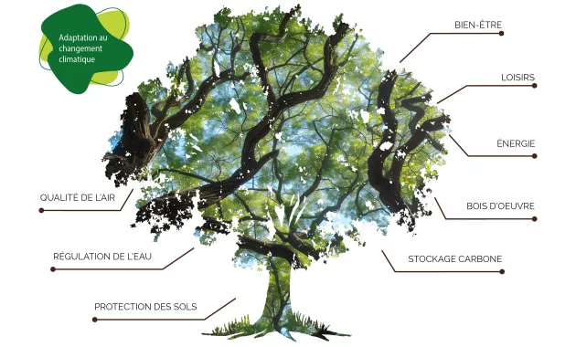 Patrimoine boisé solution d’adaptation au changement climatique