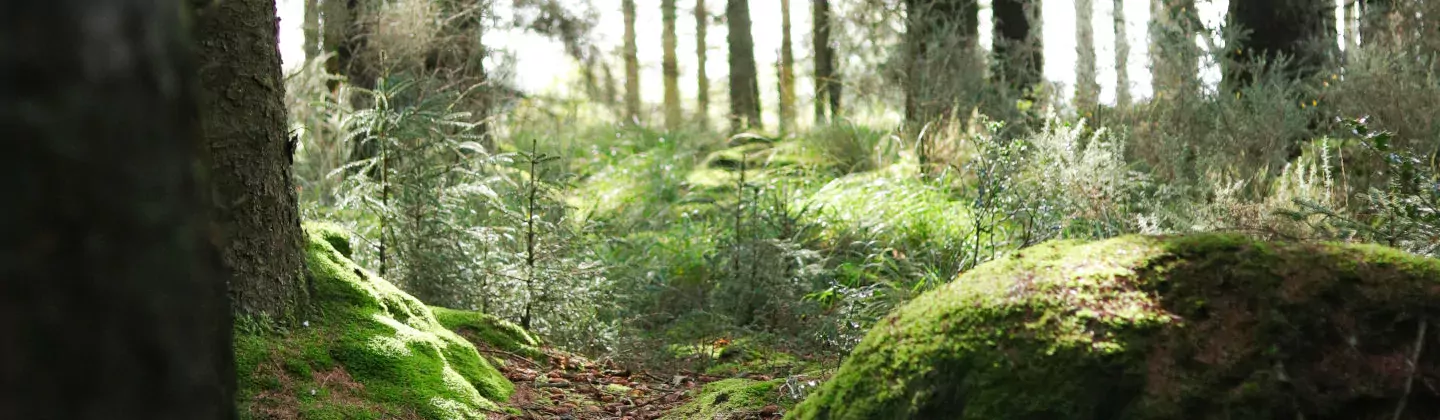 Massif forestier du Nivot à Lopérec