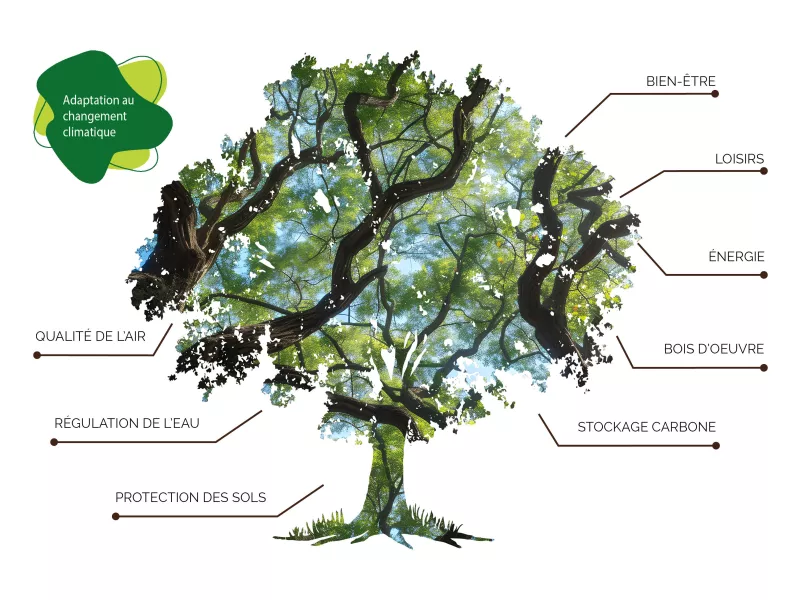 Patrimoine boisé solution d’adaptation au changement climatique