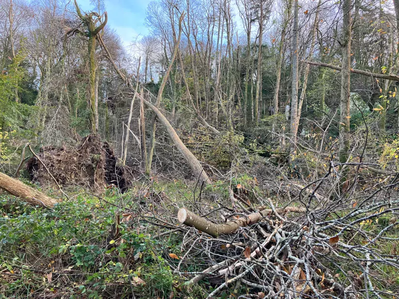 Bois de Kerérault à Plougastel-Daoulas