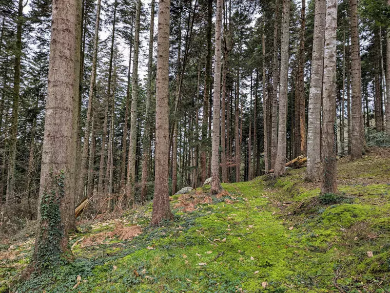 Forêt de Kerlaran à Landerneau