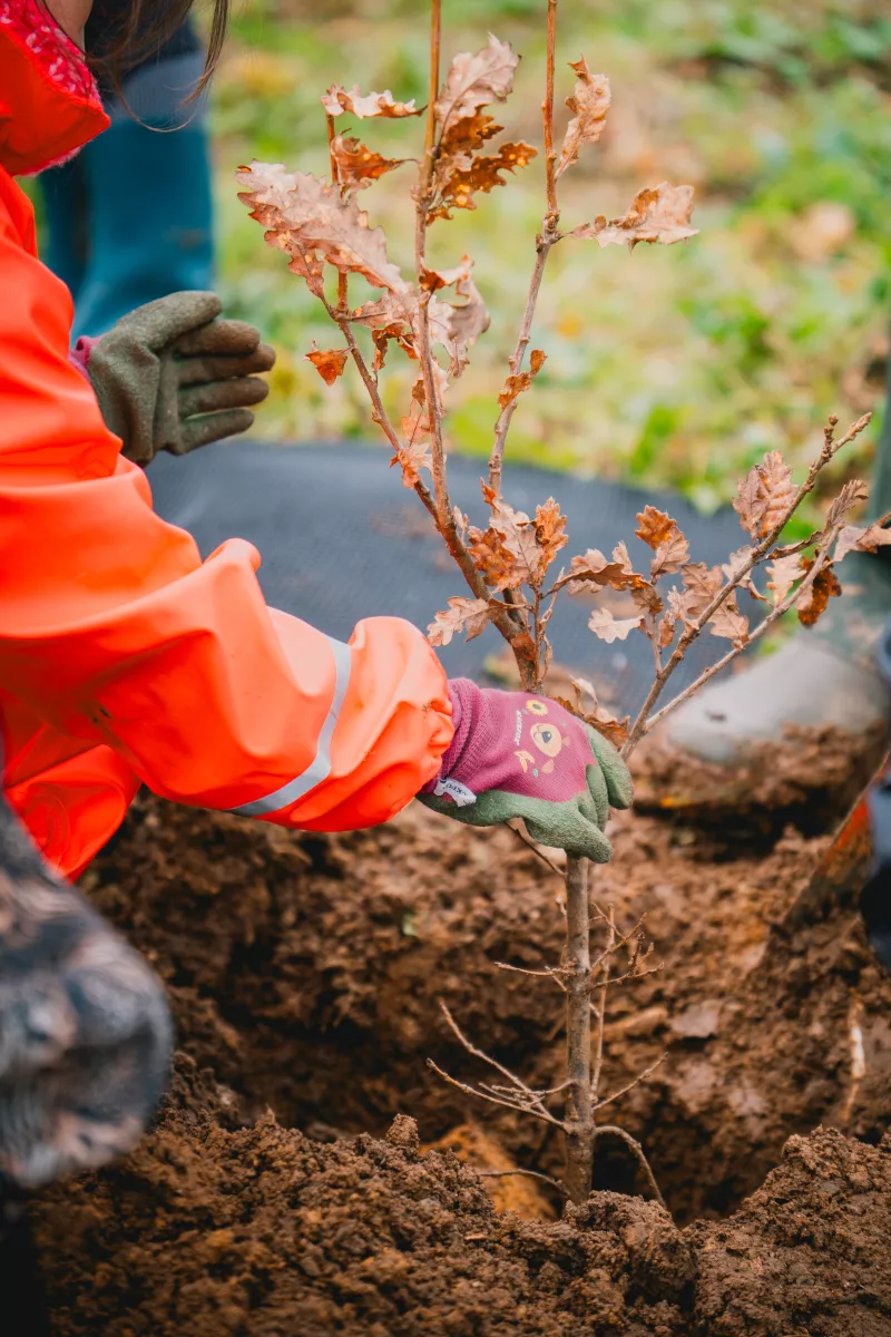Plantons une forêt