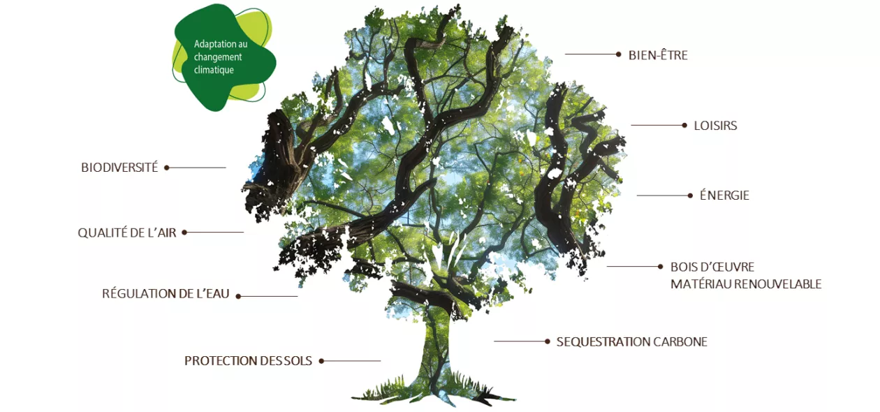 Services écosystémiques rendus par l'arbre et la forêt