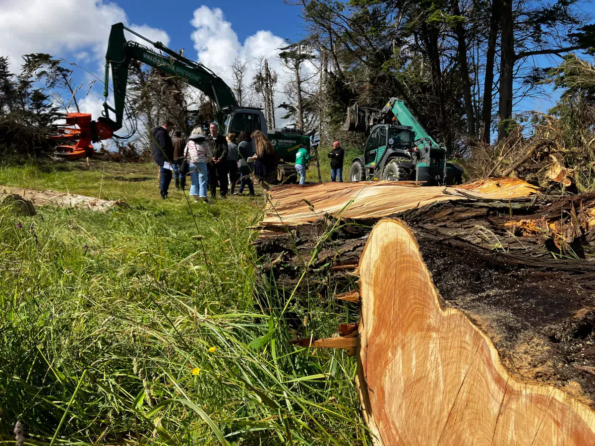 Forêt Bois Pays de Brest - opération en cours à Saint-Pabu