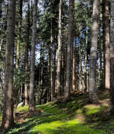Bois de Kerlaran à Landerneau