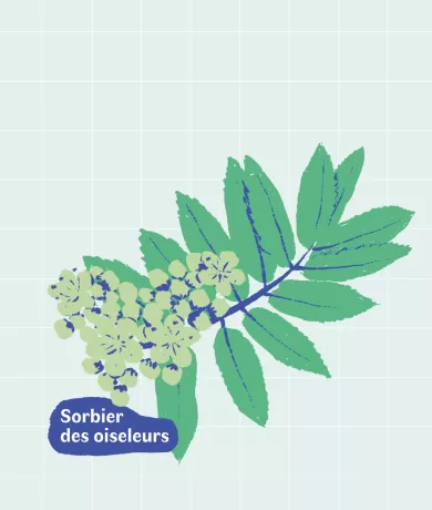 Bouquet d'essences